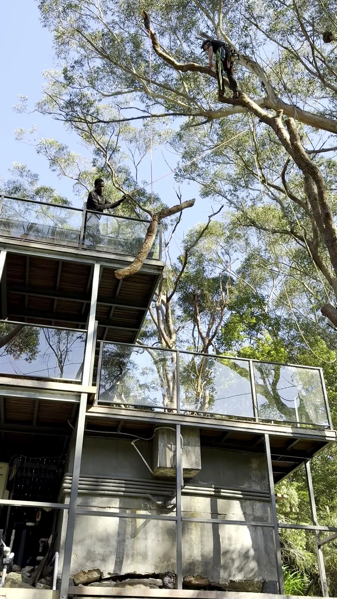 Cut limb lowered to the deck below, clear of the glass
