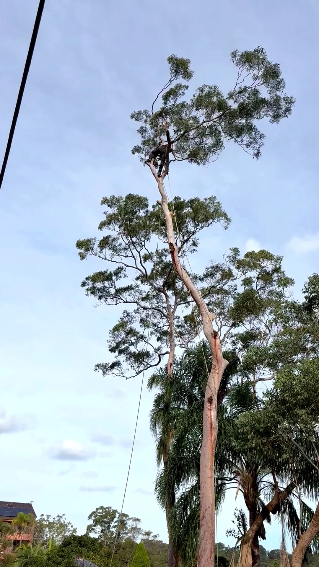 Climber roped into the top of a tall tree