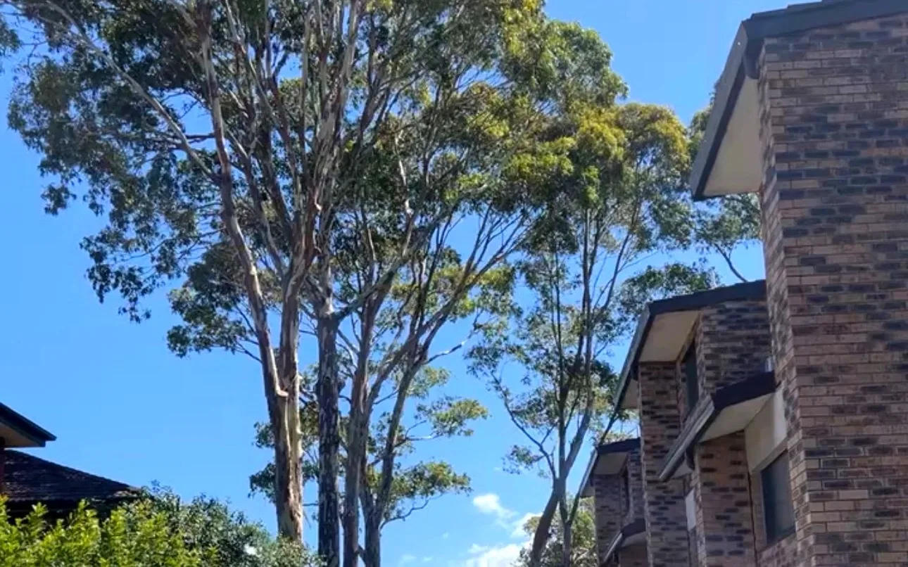 The same trees after, canopy raised clear of the driveway