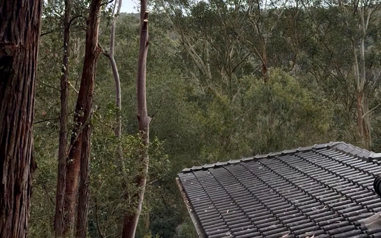 The same roof after, the branches taken back off the tiles